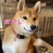 歯磨き柴ポテトの画像