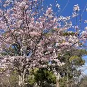 あみの画像