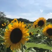 つな