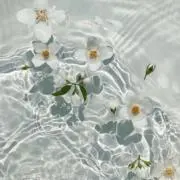 れあの画像