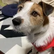 ゆうちんの画像