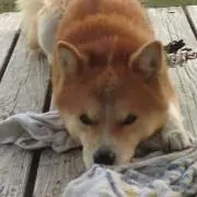 ひらまさ