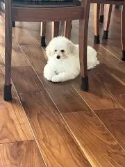 あんの画像