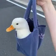 アヒルの画像