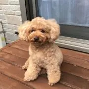 のむさんの画像
