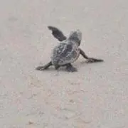 ウミガメの画像