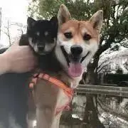 さとう(プロフィールをご覧ください)の画像
