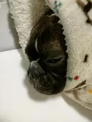 もえころの画像