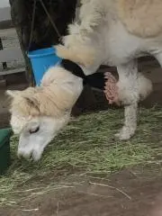 タージュの画像