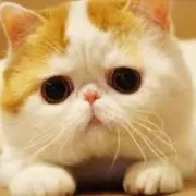 ☆チェリーキャット☆