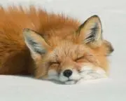 るのあの画像