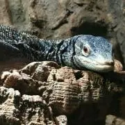vももたすvの画像