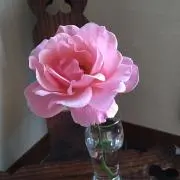 さくリリの画像