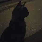 カタクリコ
