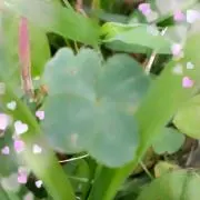 カンナ♪