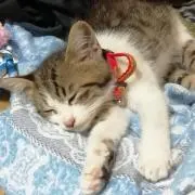 Hana