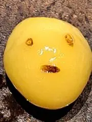 リリーちゃんの画像