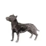 権兵衛の画像