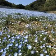 コロコロの画像