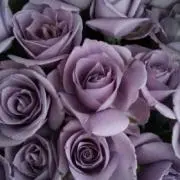 ちっち