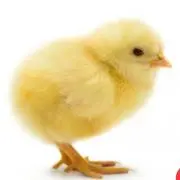 しゃものはし 　しゅびどぅばだーの画像