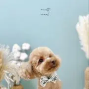 wool7001の画像