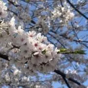 ゆきの画像