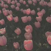 わをんの画像