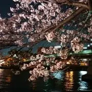 #sakura#の画像