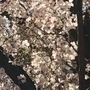 みの画像