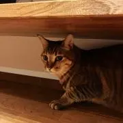 PIRO3の画像
