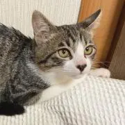 Neoの画像