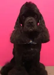 あやぽ