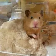 りー