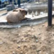 ミッフィー︎︎︎︎︎︎☺︎