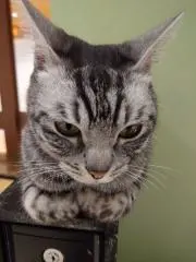 いっしーの画像