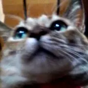 クロちゃんのお花畑。の画像