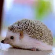 mikoの画像