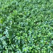 Greenの画像