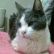 タカロックラの画像