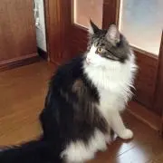 REOの画像