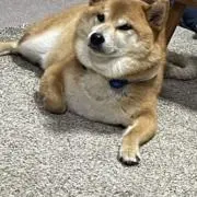 りょま