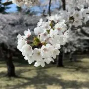 及川徹 痛バ ザッカマート - メルカリ