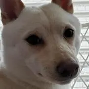 魚
