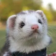 ちくわ