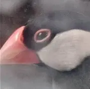 くぅり。の画像