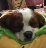 数学にゃんこの画像