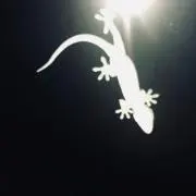 しげ