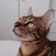 てんの画像