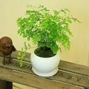 H.A-momの画像
